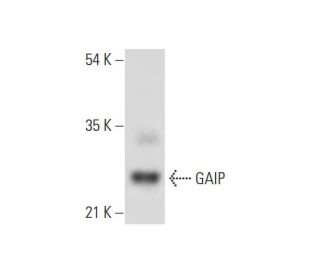GAIP Antibody (B-6) - Western Blotting - Image 318432 