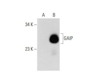 GAIP Antibody (C-11) - Western Blotting - Image 138483