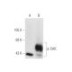 GAK Antibody (D-2) - Western Blotting - Image 56268 