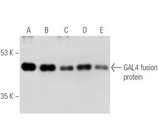 western blotting image from recommended GAL4 [DBD] (RK5C1) monoclonal antibody replacement. Image 5673