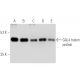western blotting image from recommended GAL4 [DBD] (RK5C1) monoclonal antibody replacement. Image 5673