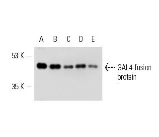 Gal4 Dbd 1 147 Protein Scbt Santa Cruz Biotechnology