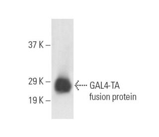 western blotting image from recommended GAL4-TA (A-2) monoclonal antibody replacement. Image 11002