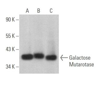 Galactose Mutarotase Antibody (A-3) - Western Blotting - Image 369469 