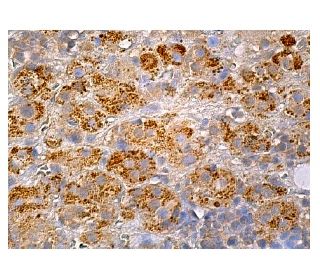 Galanin Antibody (H-11) - Immunohistochemistry - Image 159225 