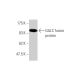 GALC Antibody (2D1) - Western Blotting - Image 348487