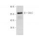 GALC Antibody (G-6) - Western Blotting - Image 390857