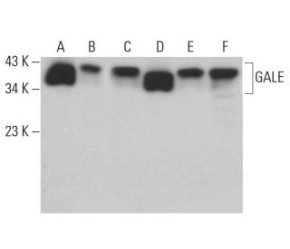 GALE Antibody (C-4) - Western Blotting - Image 381058 