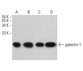 galectin-1 Antibody (D-1) - Western Blotting - Image 380321 