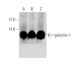 western blotting image from recommended galectin-1 (C-8) monoclonal antibody replacement. Image 65654