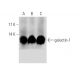 western blotting image from recommended galectin-1 (C-8) monoclonal antibody replacement. Image 65654