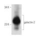 galectin-2 Antibody (C6) - Western Blotting - Image 374572 