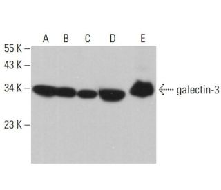 galectin-3 Antibody (B-2) - Western Blotting - Image 377648 