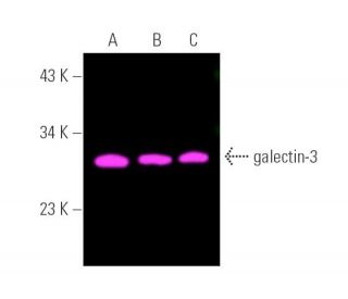 galectin-3 Antibody (B2C10) - Western Blotting - Image 390792 