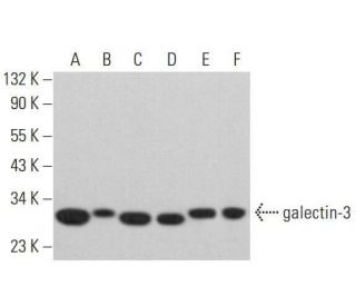 western blotting image from recommended galectin-3 (B2C10) monoclonal antibody replacement. Image 353171