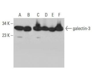 galectin-3 Antibody (H-5) - Western Blotting - Image 353169 