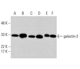 galectin-3 Antibody (B2C10) - Western Blotting - Image 376861 