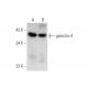 galectin-4 Antibody (B-9) - Western Blotting - Image 319526 