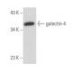galectin-4 Antibody (B-9) - Western Blotting - Image 357742 