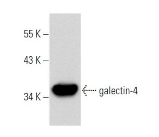 galectin-4 Antibody (F-1) - Western Blotting - Image 357933 