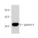 galectin-4 Antibody (F-1) - Western Blotting - Image 357933 