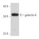 galectin-4 Antibody (H-8) - Western Blotting - Image 357745 