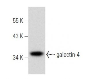 galectin-4 Antibody (H-8) - Western Blotting - Image 357931 