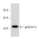 galectin-4 Antibody (H-8) - Western Blotting - Image 357931 