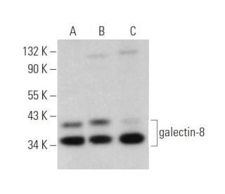 western blotting image from recommended galectin-8 (C-8) monoclonal antibody replacement. Image 374735