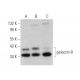 western blotting image from recommended galectin-8 (C-8) monoclonal antibody replacement. Image 374735