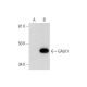 GALK1 Antibody (A-2) - Western Blotting - Image 295774