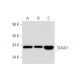 GALK1 Antibody (A-2) - Western Blotting - Image 296224 