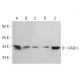 GALK1 Antibody (A-2) - Western Blotting - Image 378734 