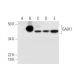 GALK1 Antibody (C-1) - Western Blotting - Image 294772 