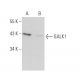 GALK1 Antibody (C-1) - Western Blotting - Image 371224