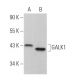 GALK1 Antibody (C-1) - Western Blotting - Image 371231 