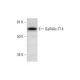 GalNAc-T14 Antibody (A-8) - Western Blotting - Image 291943 