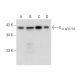 western blotting image from recommended Gα q/11/14  (G-7) monoclonal antibody replacement. Image 287901