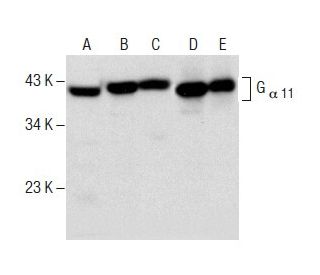 G<sub>&alpha; 11</sub> Antibody (D-6) - Western Blotting - Image 287900 