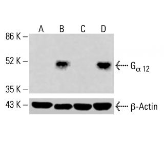 G<sub>&alpha; 12</sub> Antibody (B-5) - Western Blotting - Image 416052 