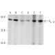 This polyclonal antibody has been discontinued. See our recommended <a href="galpha-12-antibody-e-12">G<sub>α 12</sub> (E-12)</a> monoclonal antibody (sample data shown). western blotting image from recommended Gα 12 (E-12) monoclonal antibody replacement. Image 360093