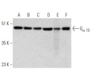 western blotting image from recommended G&alpha; 13 (6F6-B5) monoclonal antibody replacement. Image 368009