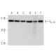western blotting image from recommended Gα 13 (6F6-B5) monoclonal antibody replacement. Image 368009