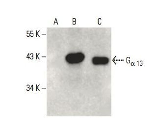 G<sub>&alpha; 13</sub> Antibody (A-6) - Western Blotting - Image 395971 