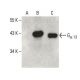 Gα 13 Antibody (A-6) - Western Blotting - Image 395971 