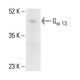 Gα 13 Antibody (A-6) - Western Blotting - Image 411208 