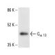 Gα 13 Antibody (A-6) - Western Blotting - Image 411285