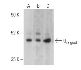 G<sub>&alpha; gust</sub> Antibody (B-3) - Western Blotting - Image 399403