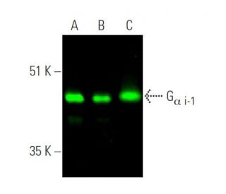 western blotting image from recommended Gα i-1/GNAI1 (R4) monoclonal antibody replacement. Image 374318