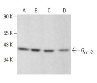 G<sub>&alpha; i-2</sub> Antibody (5C11) - Western Blotting - Image 354600 